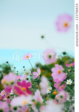 陽光下蓬鬆的波斯菊照片 133798819