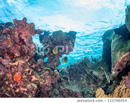 Beautiful coral reefs and schools of tropical fish, including giant linefish and butterflyfish. Amuro Island, Kerama Islands, Shimajiri District, Okinawa Prefecture 133798954
