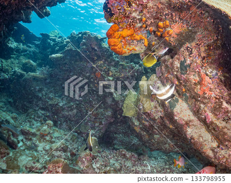 美麗的珊瑚礁和成群的熱帶魚，包括巨線魚和蝴蝶魚。沖繩縣慶良間群島安室島，島尻郡 133798955