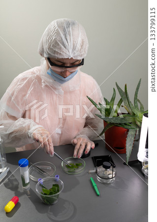 Researcher Examines Aloe Plant Leaves for Potential Applications in Scientific Studies 133799115