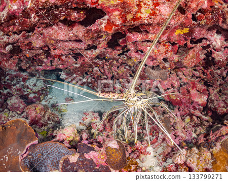 體型碩大、容貌美麗的沙蝦。美麗的珊瑚礁和成群的熱帶魚。安室島，慶良間群島，島尻郡，沖繩縣，座間味島 133799271