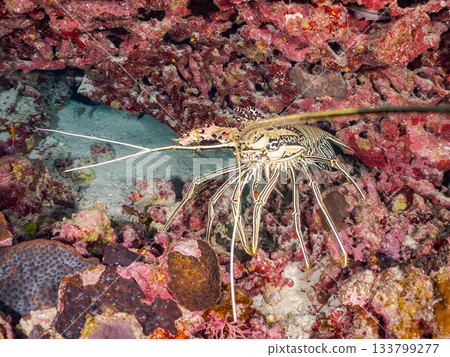 Large, beautiful sand shrimp. Beautiful coral reefs and schools of tropical fish. Amuro Island, Kerama Islands, Shimajiri District, Okinawa Prefecture, Zamami Island 133799277