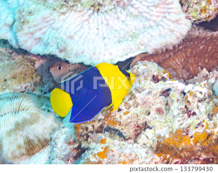 Cute Somen-sea angelfish and other creatures. Beautiful coral reefs and schools of tropical fish. Amuro Island, Kerama Islands, Shimajiri District, Okinawa Prefecture, Zamami Island Cute Somen-sea angelfish and other creatures. Beautiful coral reefs and schools of tropical fish. Amuro Island, Kerama Islands, Shimajiri District, Okinawa Prefecture, Zamami Island 133799430