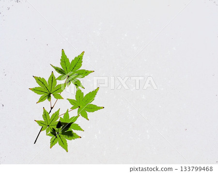 Maple leaves on a white background 133799468