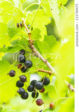 國內黑加侖收穫 133799475