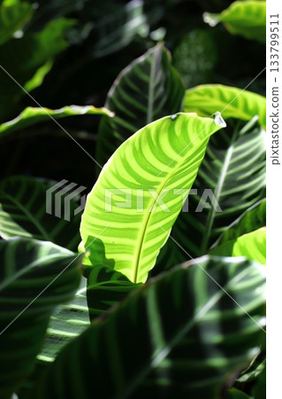 彩葉竹芋葉脈 133799511