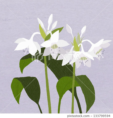 White flower Eucharis White flower Eucharis 133799594