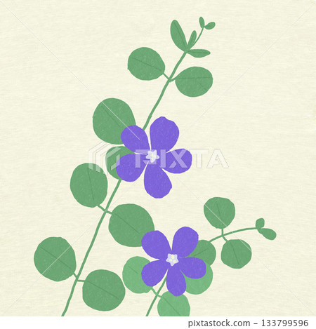 Purple periwinkle Purple periwinkle 133799596