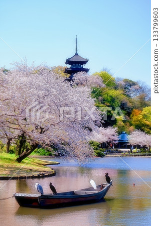 Autumn leaves of Sanpi Garden 133799603