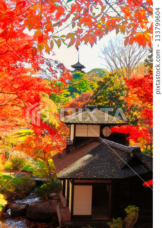 Autumn leaves of Sanpi Garden 133799604