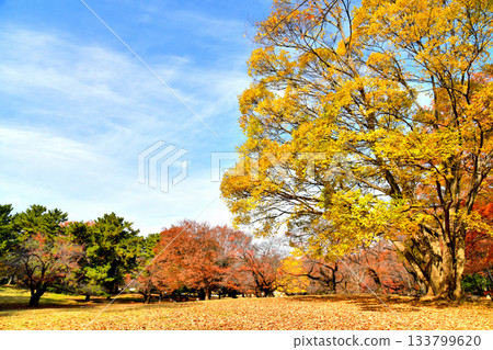 東京都光丘公園（東京都練馬區）[2025 年 11 月] 133799620