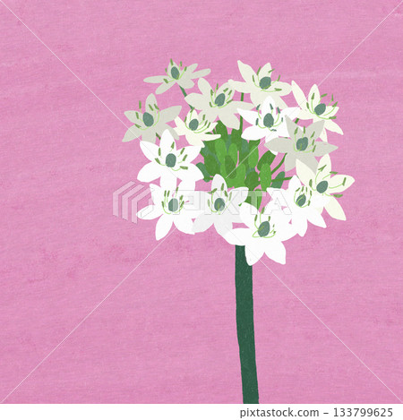 一種嬌嫩的白色花朵,伯利恆之星,學名:Ornithogalum 一種嬌嫩的白色花朵,伯利恆之星,學名:Ornithogalum 133799625