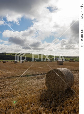 Cylindrical straw bale is resting among wheat stubble in flat design countryside, with hedgerows Cylindrical straw bale is resting among wheat stubble in flat design countryside, with hedgerows 133799819