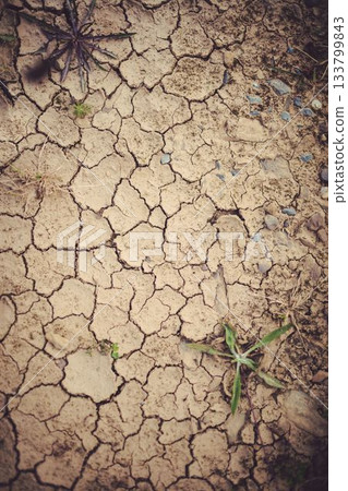 High angle view of dried field 133799843