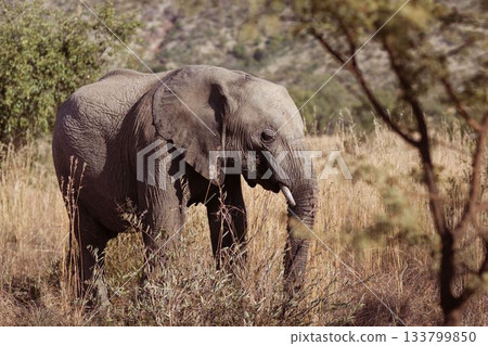 Side view of an elephant in the savanna Side view of an elephant in the savanna 133799850