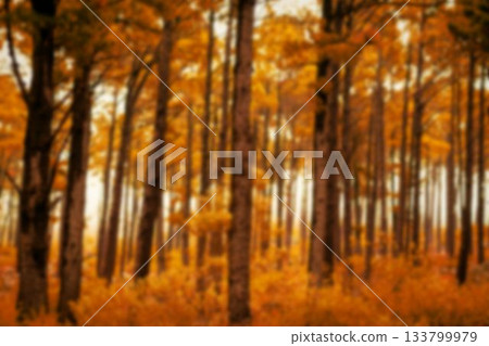 Trees in woodland during autumn Trees in woodland during autumn 133799979