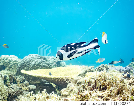 Beautiful spotted tarumi and other fish. Beautiful coral reefs and schools of tropical fish. Amuro Island, Kerama Islands, Shimajiri District, Okinawa Prefecture, Zamami Island 2025 Beautiful spotted tarumi and other fish. Beautiful coral reefs and schools of tropical fish. Amuro Island, Kerama Islands, Shimajiri District, Okinawa Prefecture, Zamami Island 2025 133800275