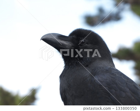 Close-up of a large-billed crow's head and sharp gaze (profile) 133800350
