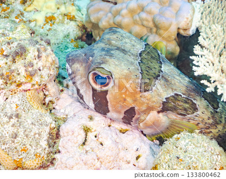 A large and beautiful porcupine fish. Beautiful coral reefs and schools of tropical fish. Amuro Island, Kerama Islands, Shimajiri District, Okinawa Prefecture A large and beautiful porcupine fish. Beautiful coral reefs and schools of tropical fish. Amuro Island, Kerama Islands, Shimajiri District, Okinawa Prefecture 133800462
