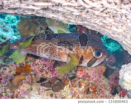 一隻體型碩大、姿態優美的刺豚。美麗的珊瑚礁和成群的熱帶魚。沖繩縣島尻郡慶良間群島安室島 133800463