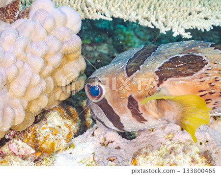 A large and beautiful porcupine fish. Beautiful coral reefs and schools of tropical fish. Amuro Island, Kerama Islands, Shimajiri District, Okinawa Prefecture 133800465