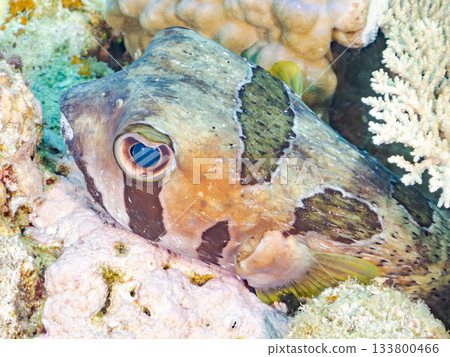 一隻體型碩大、姿態優美的刺豚。美麗的珊瑚礁和成群的熱帶魚。沖繩縣島尻郡慶良間群島安室島 133800466