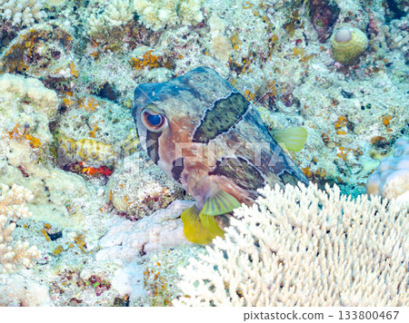一隻體型碩大、姿態優美的刺豚。美麗的珊瑚礁和成群的熱帶魚。沖繩縣島尻郡慶良間群島安室島 133800467