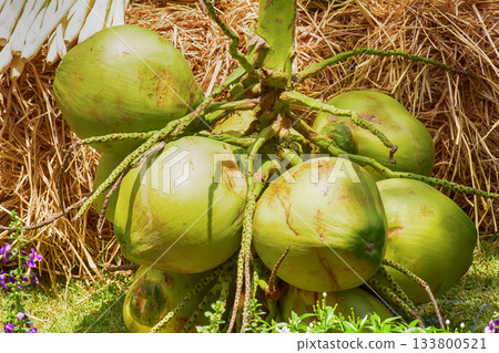 Bunch of fresh green coconuts 133800521