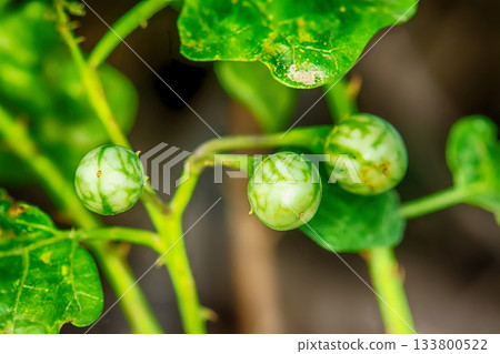 Fresh thai pea eggplants 133800522