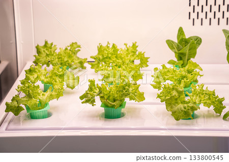 Hydroponic green oak lettuce farm Hydroponic green oak lettuce farm 133800545