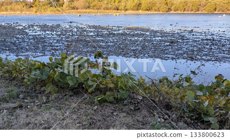 Serenity of the River 133800623