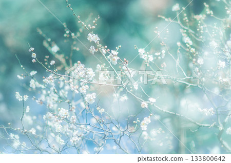 梅花告訴春天的到來 梅花告訴春天的到來 133800642