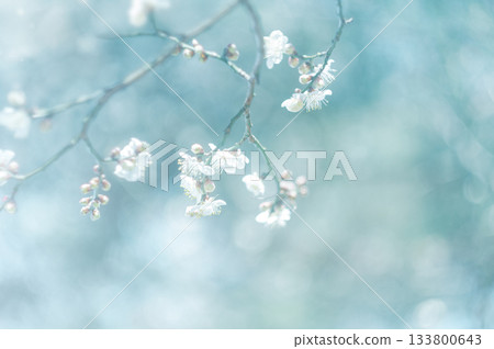 梅花告訴春天的到來 梅花告訴春天的到來 133800643