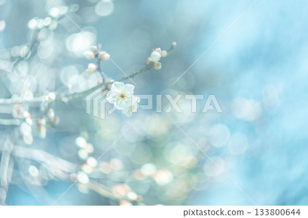 Plum blossoms telling the arrival of spring Plum blossoms telling the arrival of spring 133800644