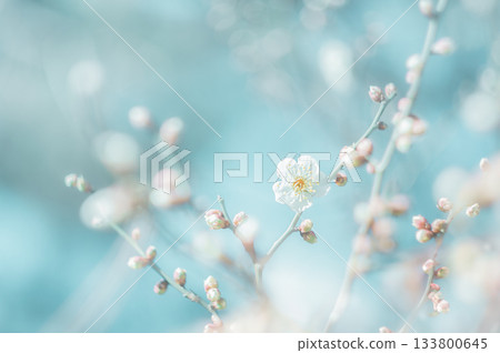 Plum blossoms telling the arrival of spring 133800645