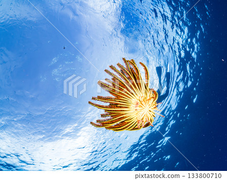 A sea star swimming during an emergency escape. Beautiful coral reefs and schools of tropical fish. Amuro Island, Kerama Islands, Shimajiri District, Okinawa Prefecture, Zamami Island 133800710