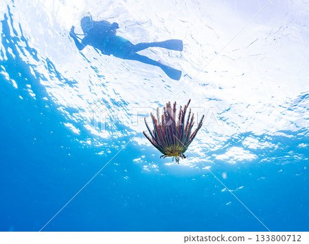 A sea star swimming during an emergency escape. Beautiful coral reefs and schools of tropical fish. Amuro Island, Kerama Islands, Shimajiri District, Okinawa Prefecture, Zamami Island 133800712