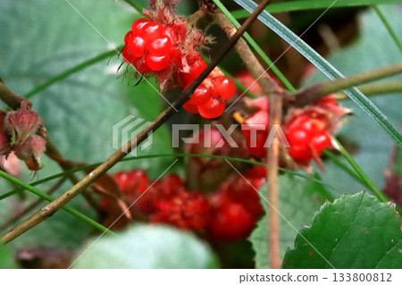 Winter strawberries 133800812