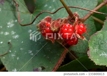 Winter strawberries 133800813