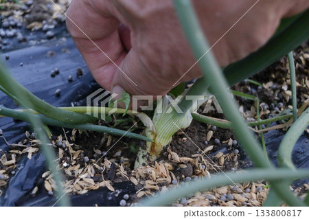 Onion weeding 133800817