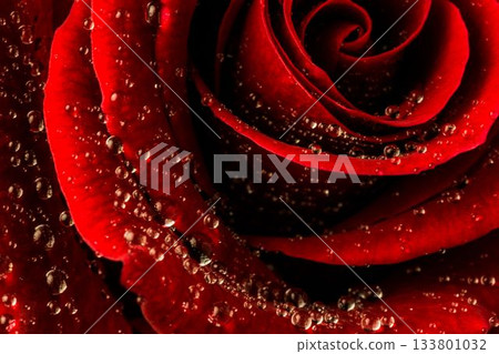 Red rose with water drops Red rose with water drops 133801032
