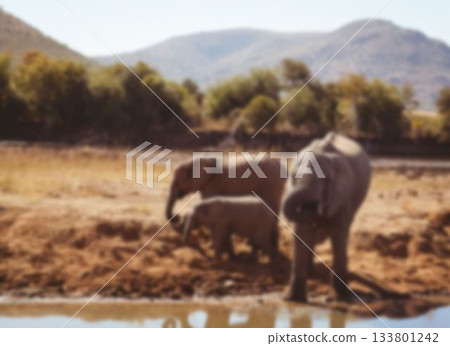 Elephants on field in forest 133801242