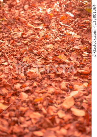Autumn leaves on the ground Autumn leaves on the ground 133801364