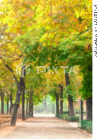 Walkway amidst trees at park Walkway amidst trees at park 133801414