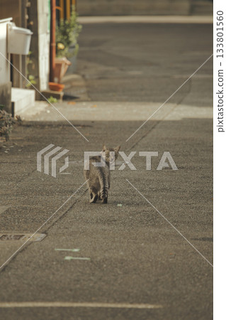 流浪貓1 133801560