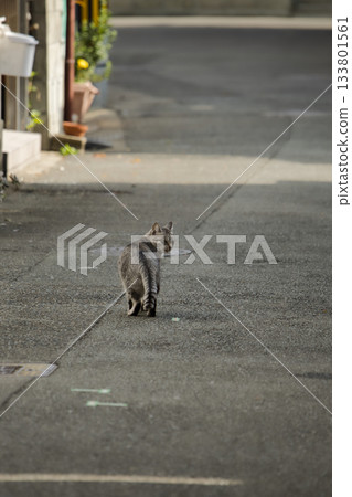 流浪貓2 133801561