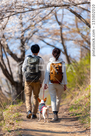 Spring hiking with a dog along a mountain trail with cherry blossoms in bloom 133802010
