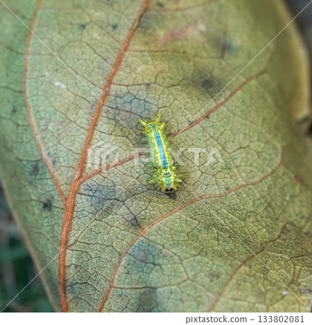 Irga's larva 133802081