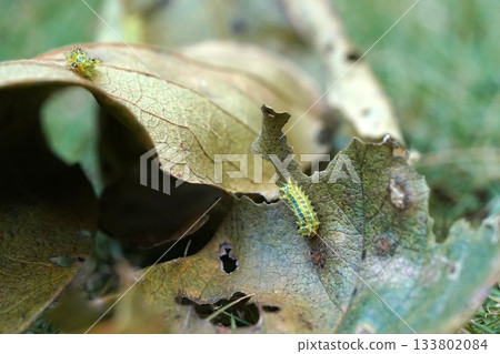 伊爾加的幼蟲 伊爾加的幼蟲 133802084