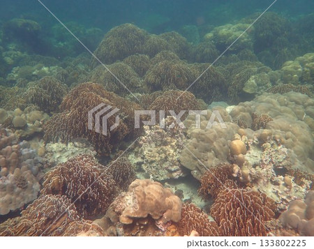 Fish of Tarutao Marine National Park, Thailand 133802225